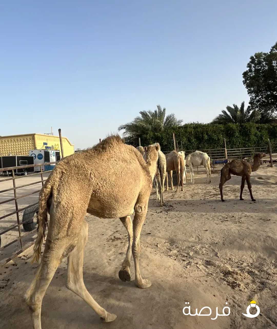 خلفة وخفوت خلفه وخفوت