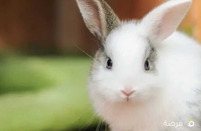 للبيع ارانب