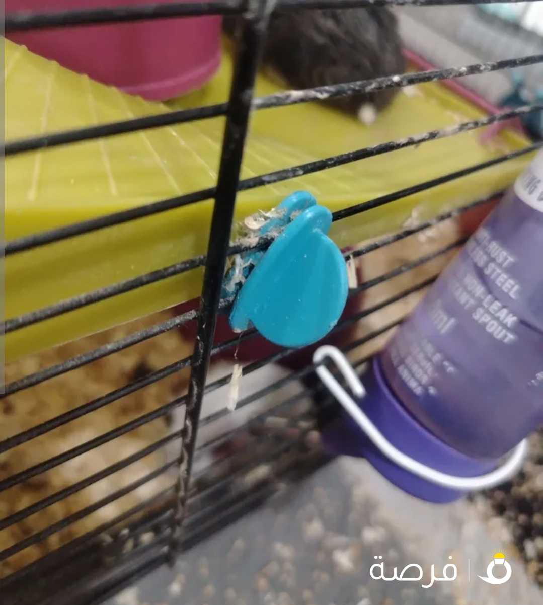 هامستر +طيور حب