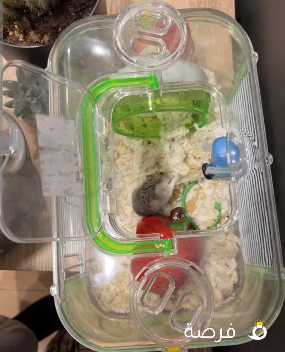 هامستر روسي