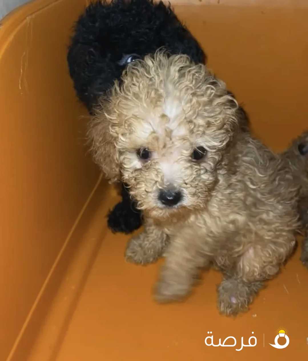 للبيع اجراو بودل ميديم