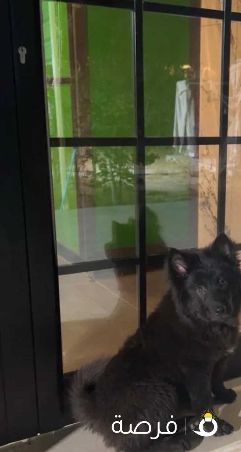 للبيع اجراو بودل ميديم