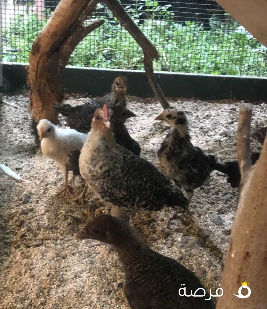 جاج بلدي قديم