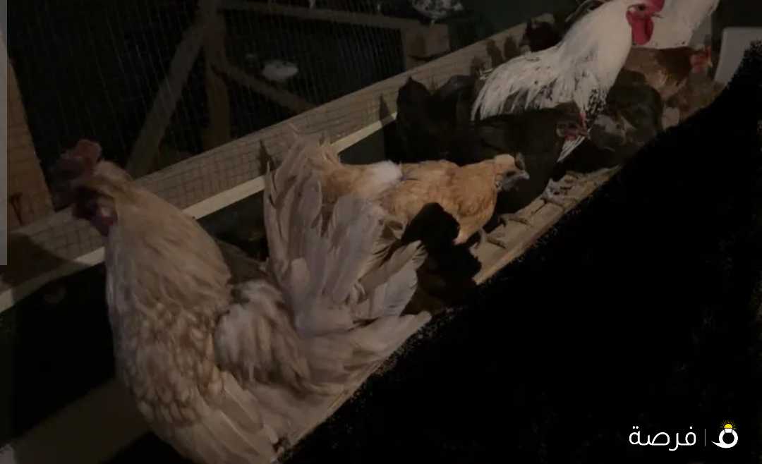 للبيع مجموعه دجاج ودياجه وكتاكيت