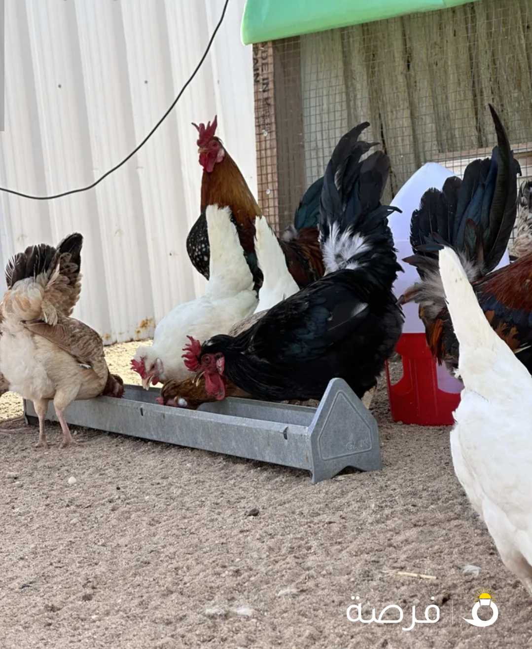 للبيع بيض دجاج عوبي قديم وماكنتوش