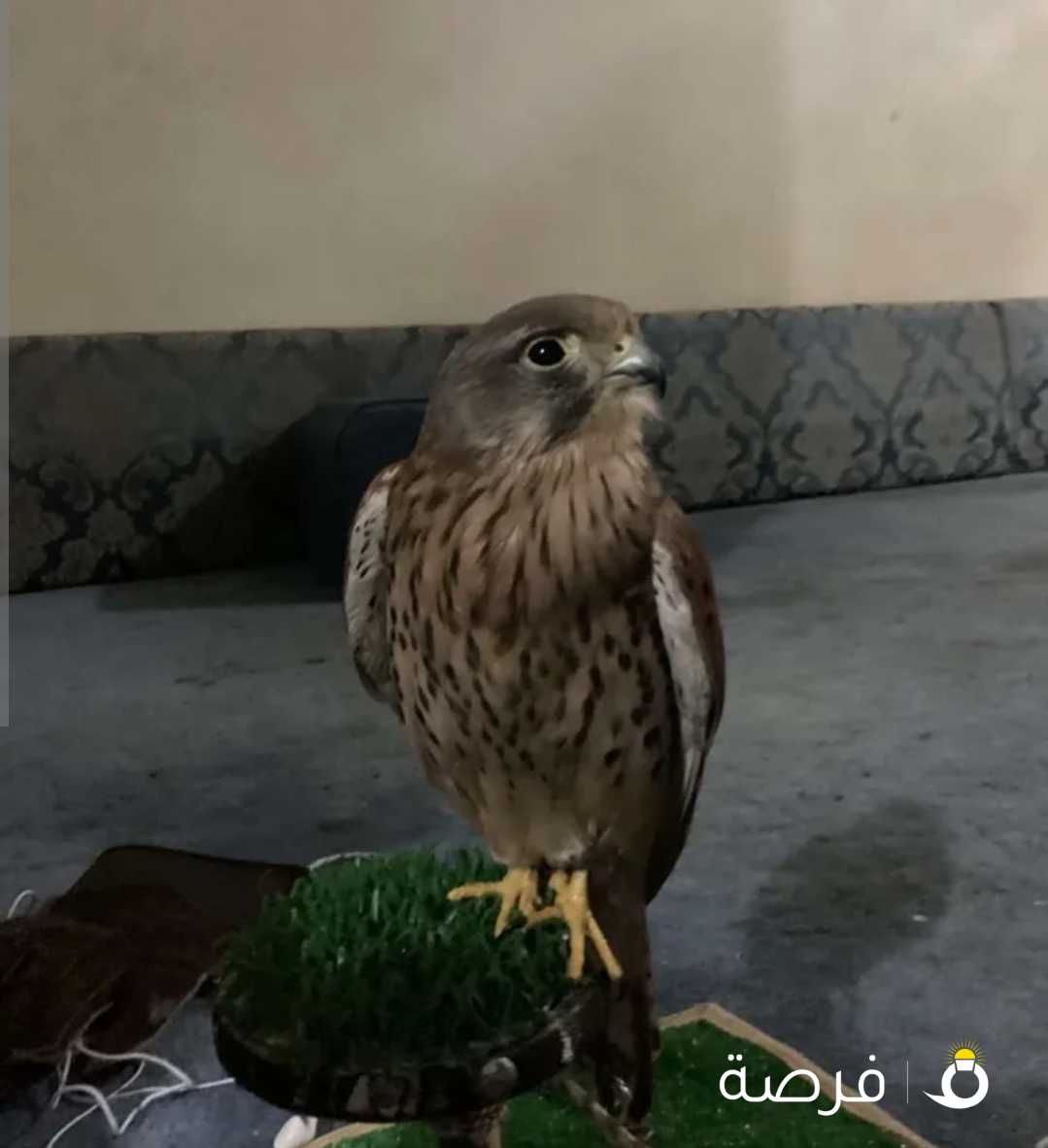 للبيع عمره 5 شهور مع كامل اغراضه