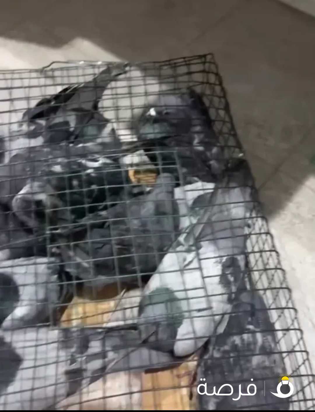 للبيع دحل بالجملة