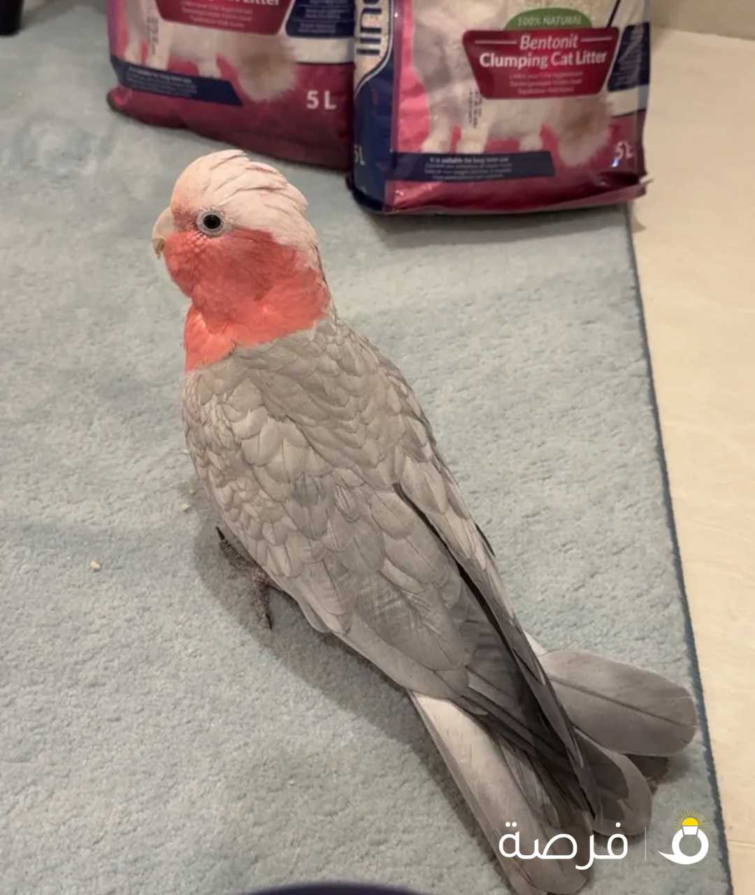 للبيع محمية ياكربم برق