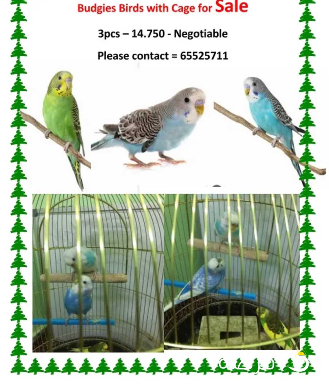 Budgies Birds for Sale