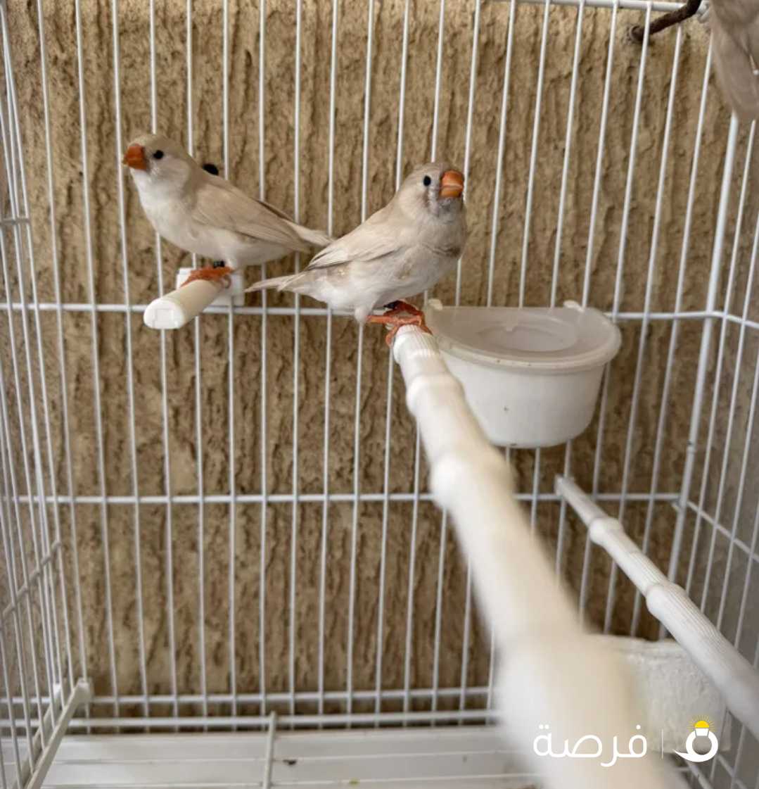 ثلاث حبات زيبرا فينش هولندي بداية بلوغ