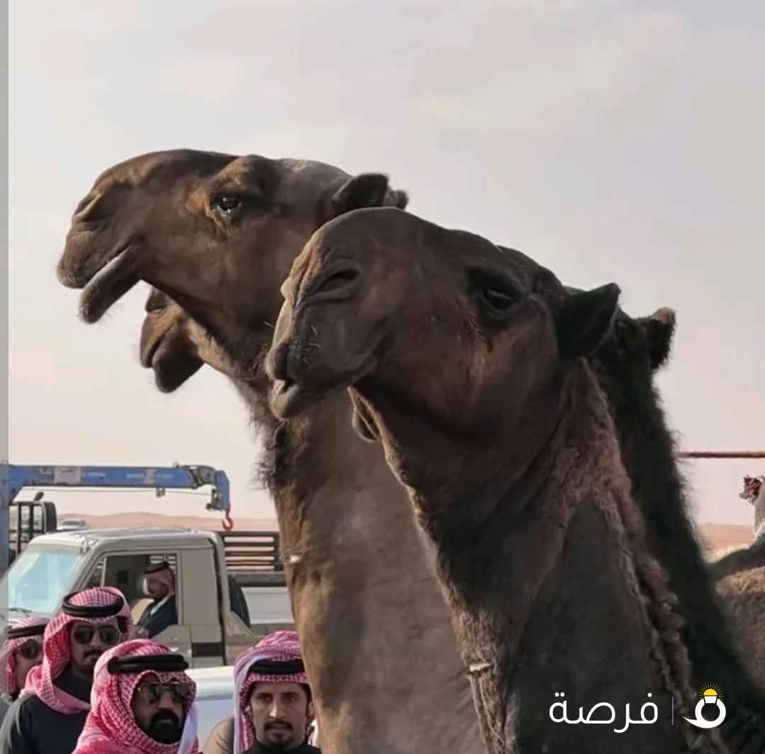 حلاقة وغسيل أبل وا نشتري حشو