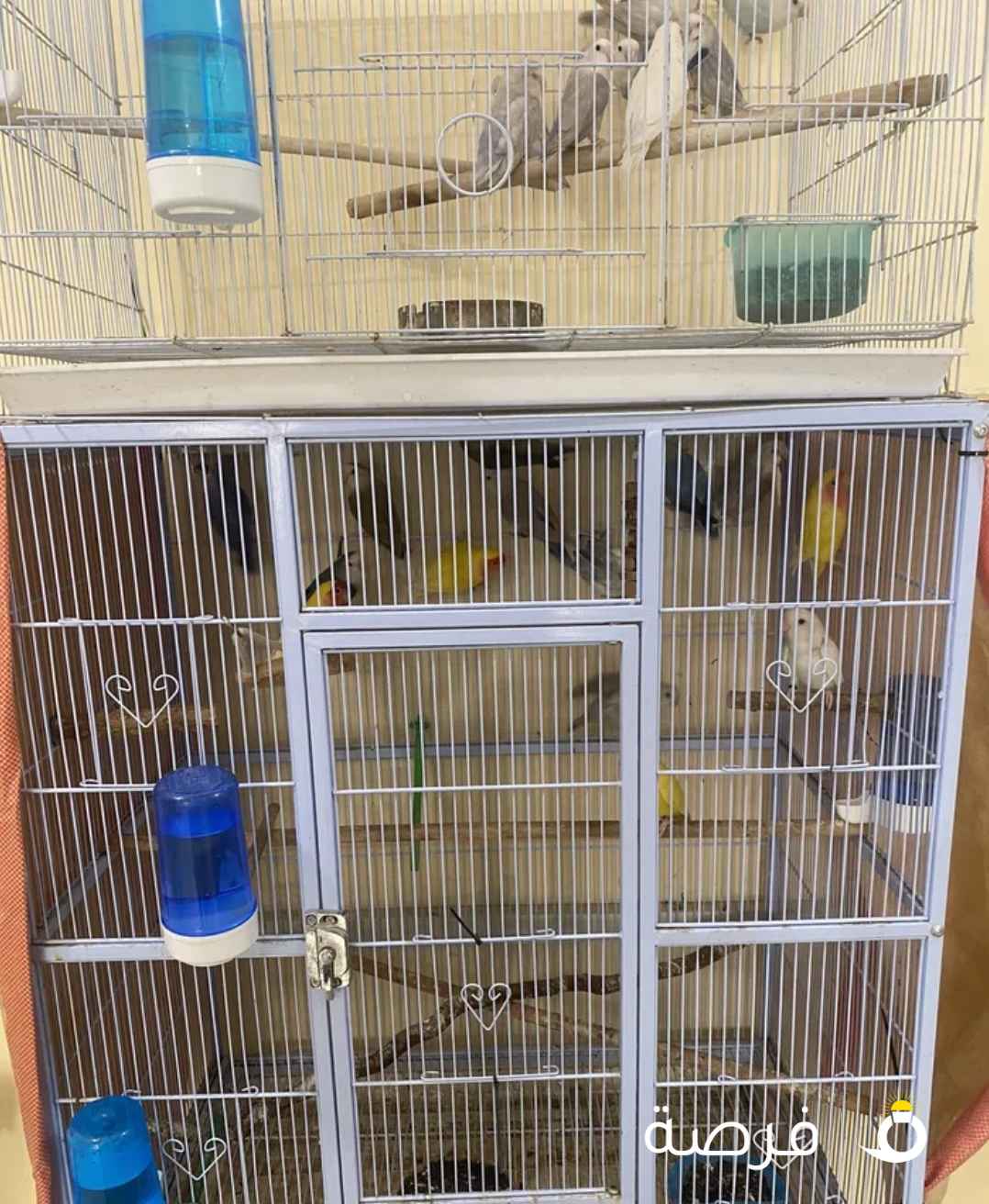 للبيع 22 طير لوف بيرد