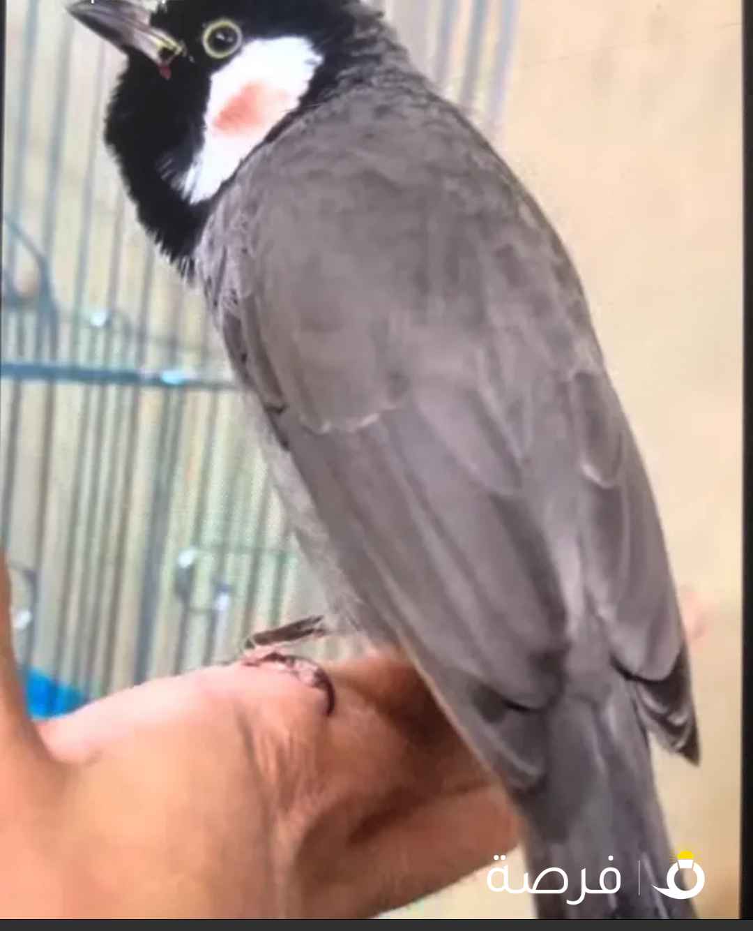 بلابل مميزه واحجام