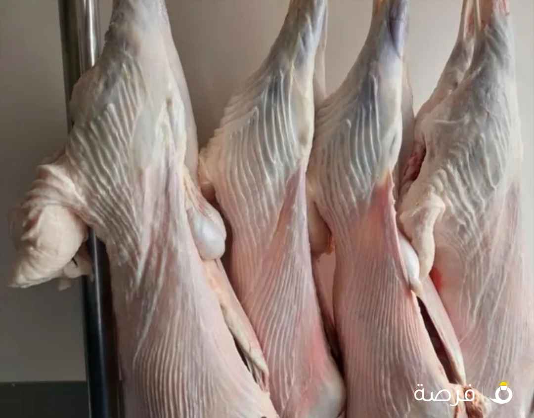 كل أنواع اللحوم والذبايح ( عربي نعيمي ، طلي ، جفالي ، استرالي ، عجل ) MBSq8