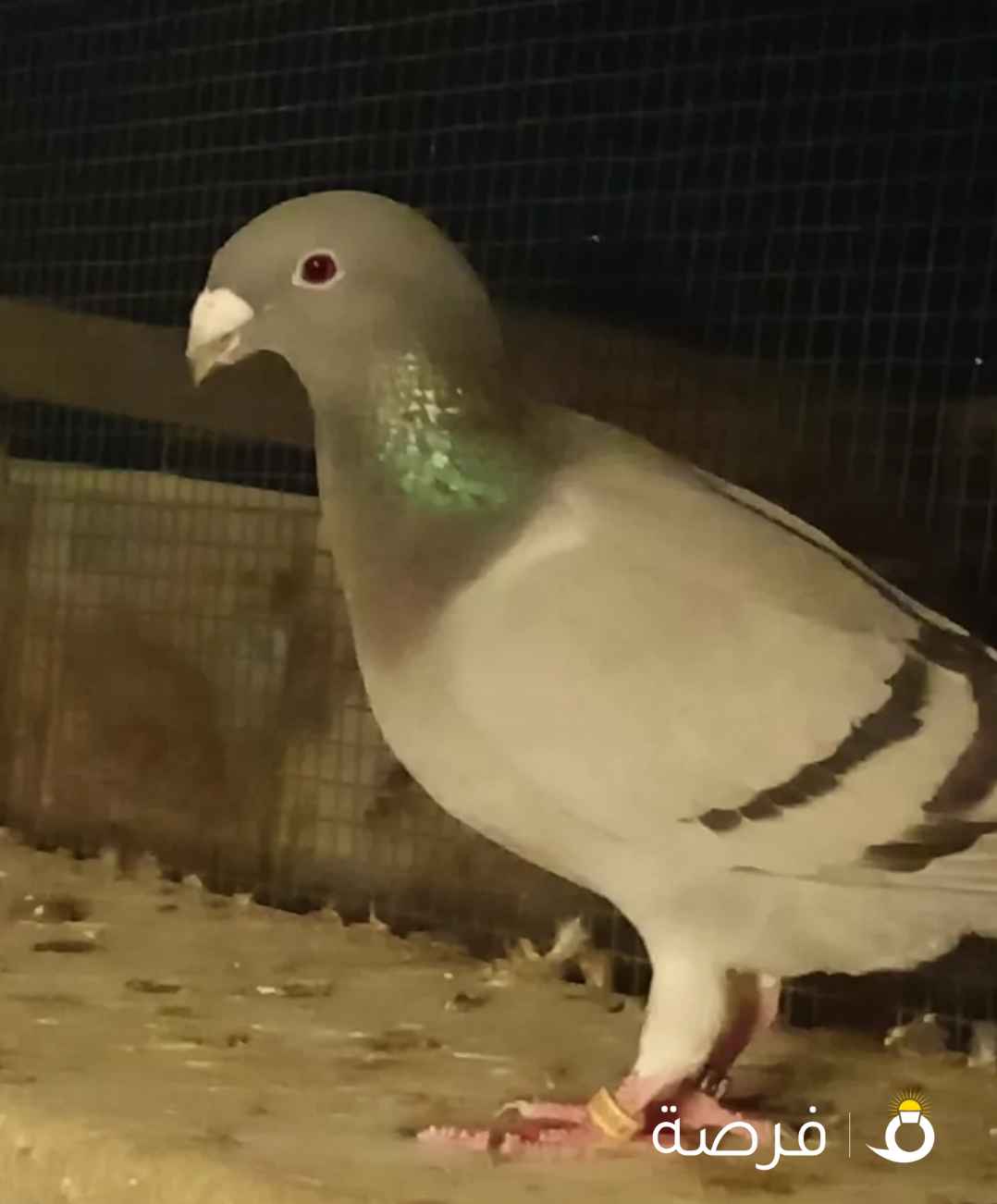 حمام ودجاج للبيع