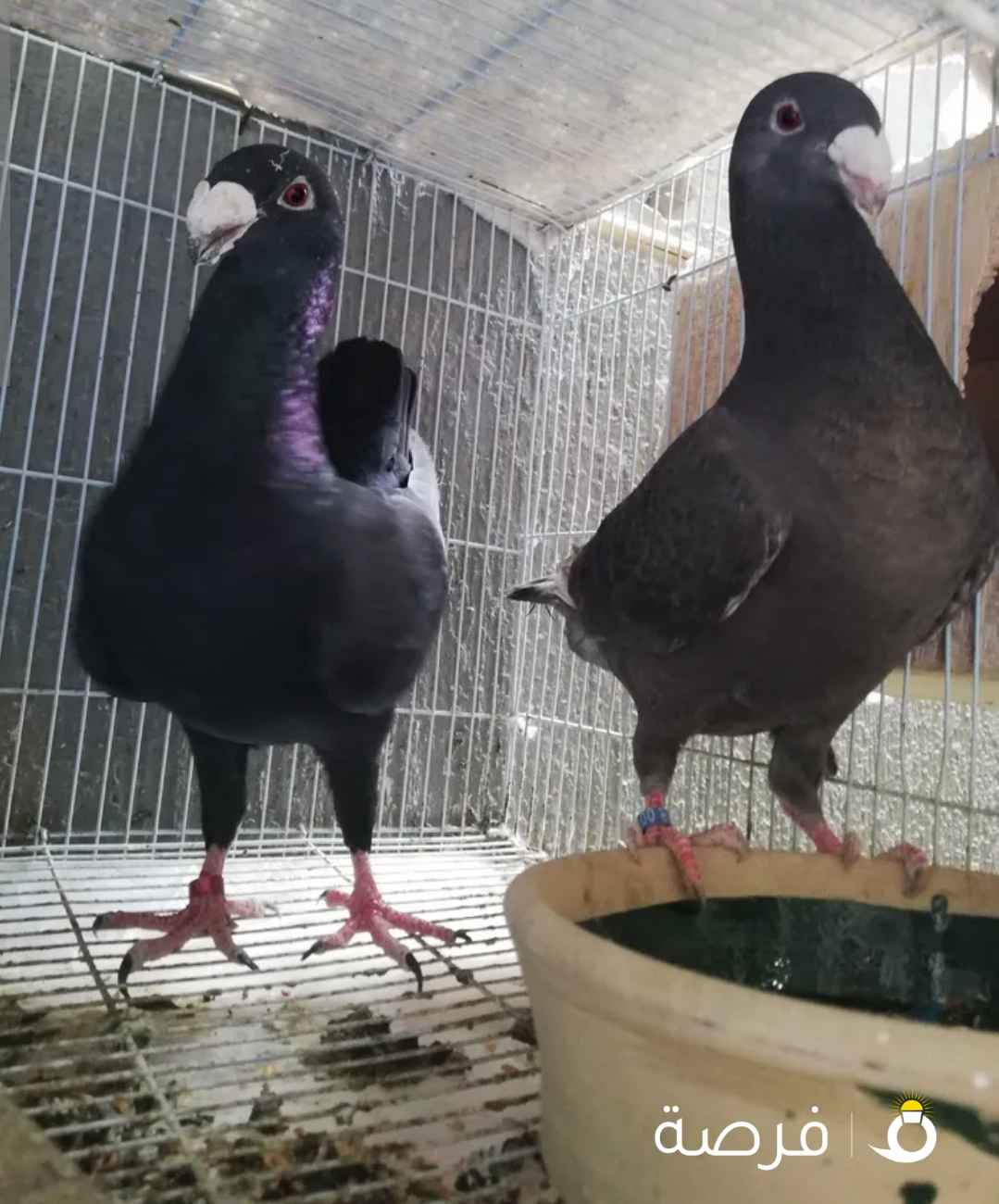 زوج هومر ألماني منتج