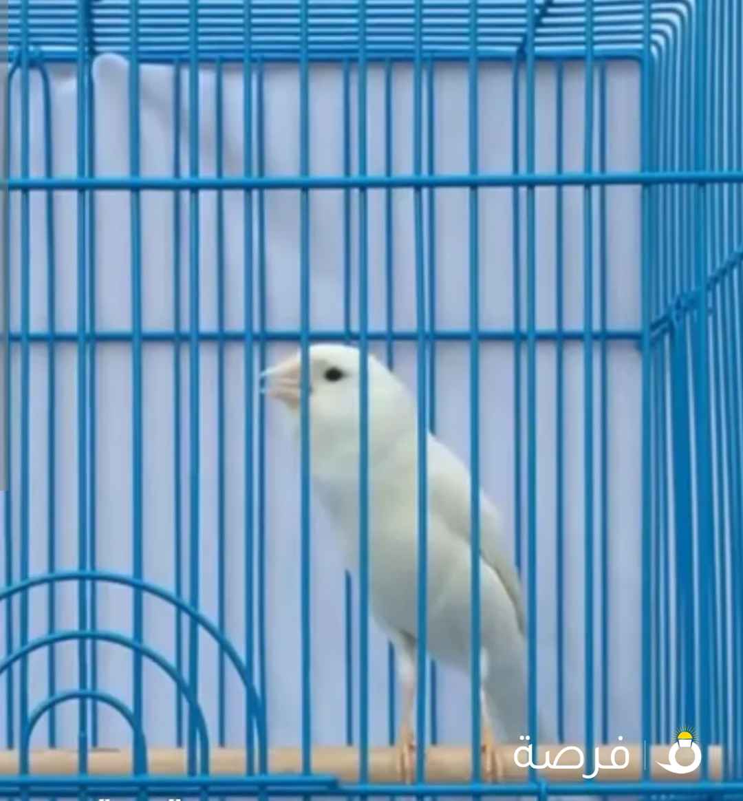 ذكر كناري جاهز للانتاج و تغريد قوي