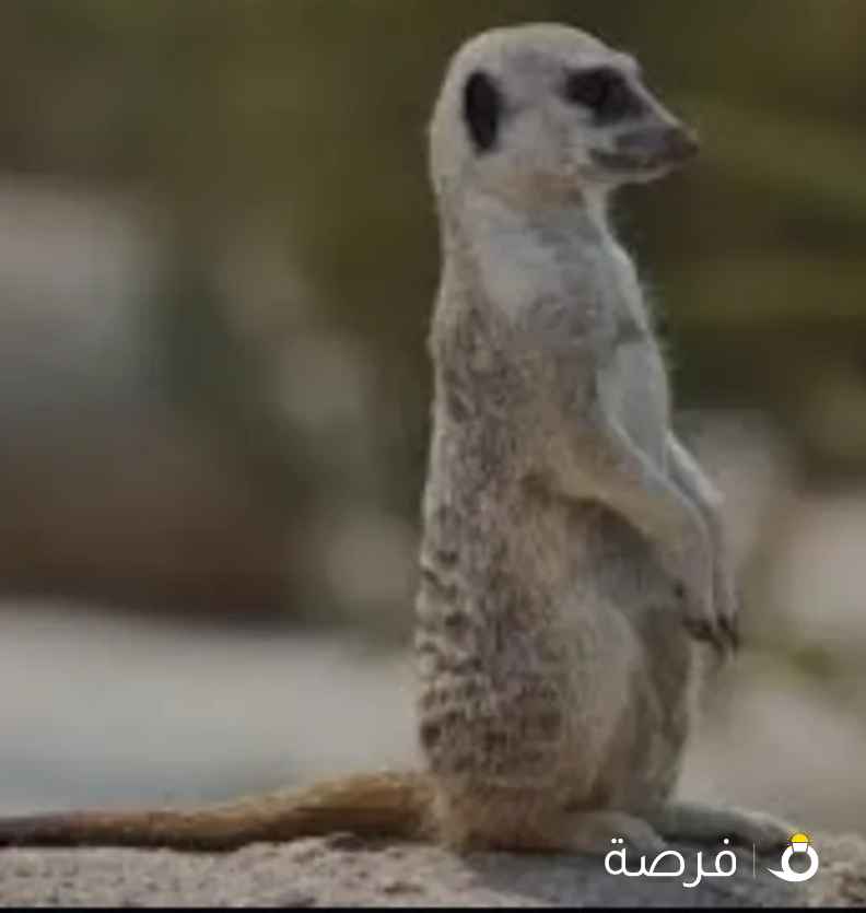 مطلوب تيمون