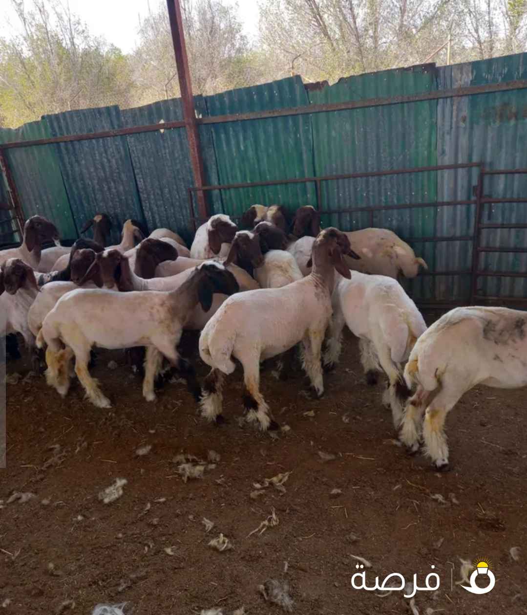 قص صوف الاغنام و الماعز و غسيل