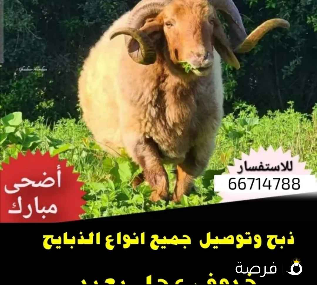 قصاب تحت الطلب