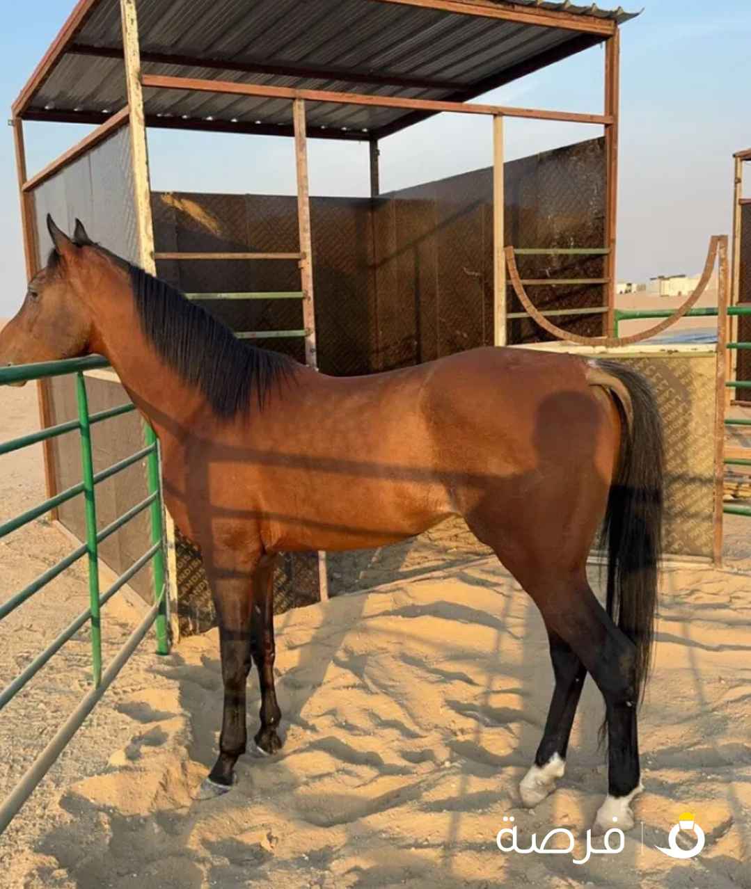 حصان بلدي ماشاءالله تبارك الرحمن عليه جرم و طول ماشالله هادي على المصراع يركب الكبير و الصغير