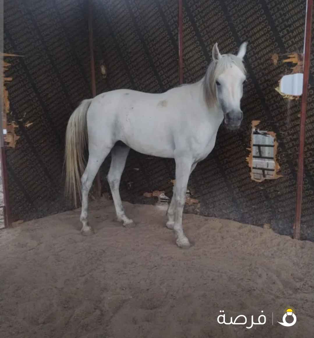 للبيع حصان بلدي شرط الفحص