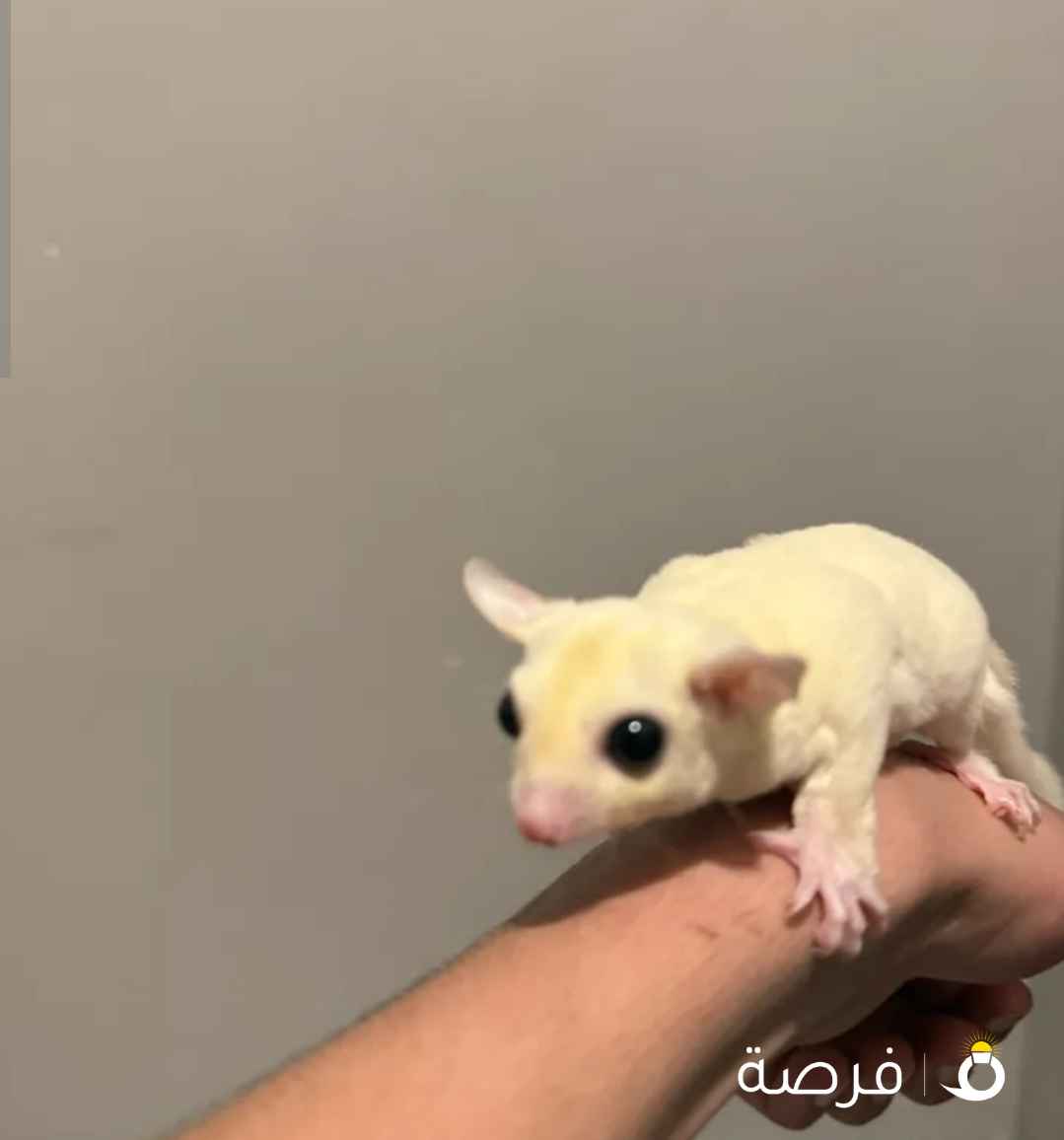 سنجاب شوقر قلايدر اليف مع القفص