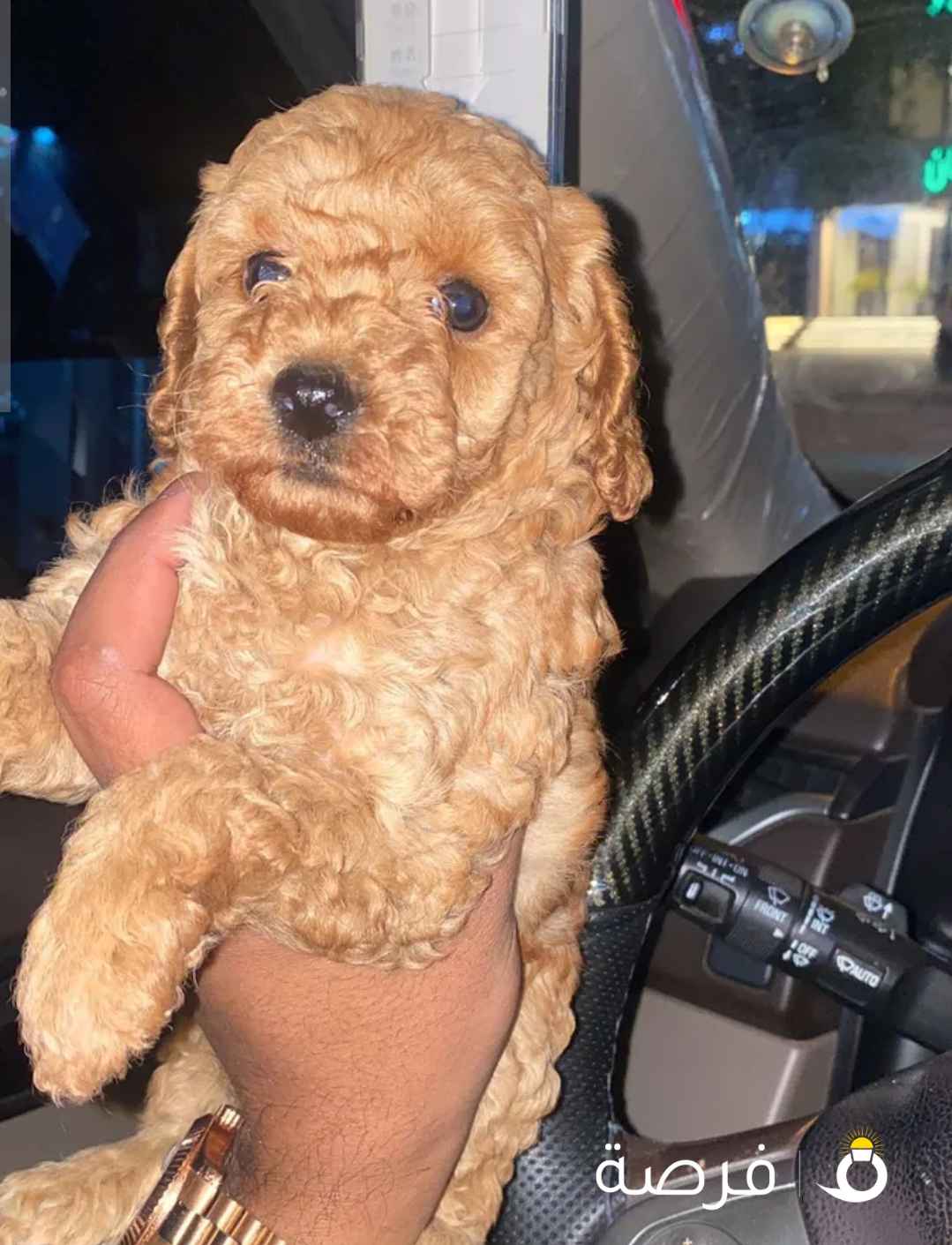 للبيع جراء توي بودل