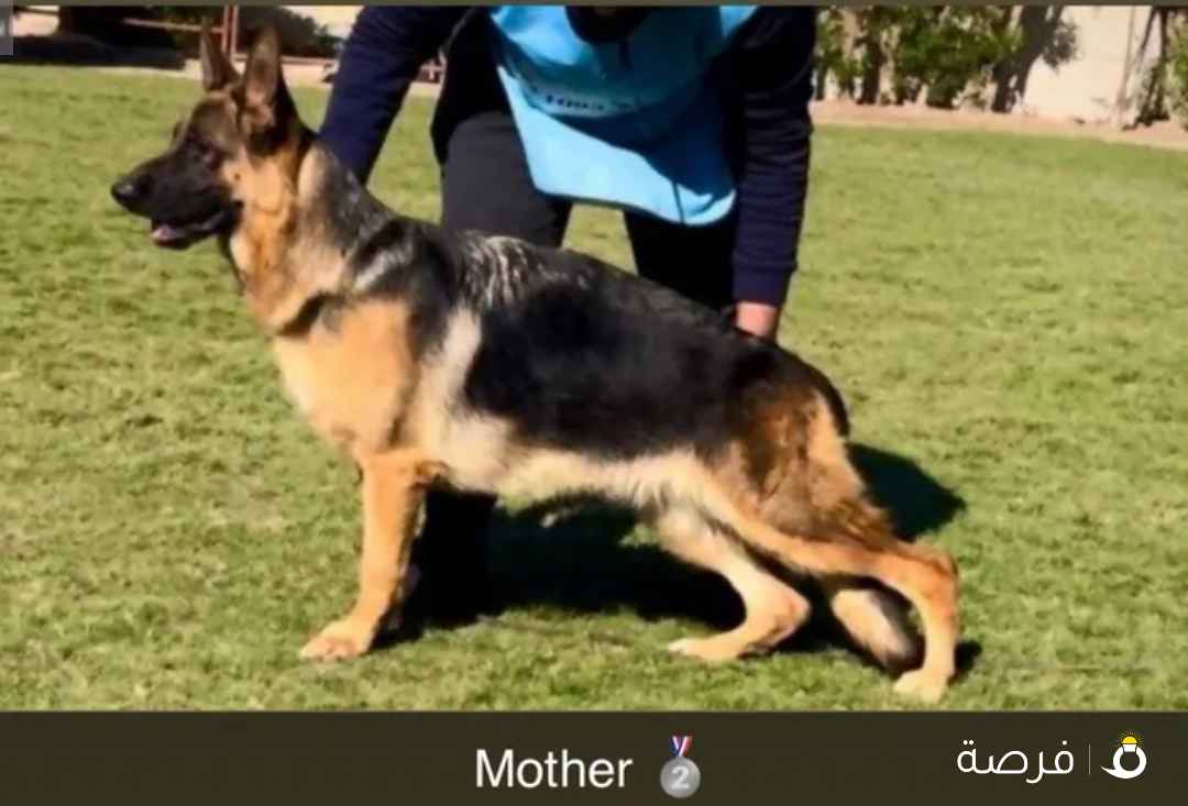 للبيع جراوه جيرمن شيبرد سوبر