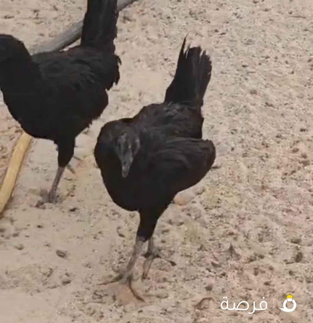 دجاج سيماني إندونيسي