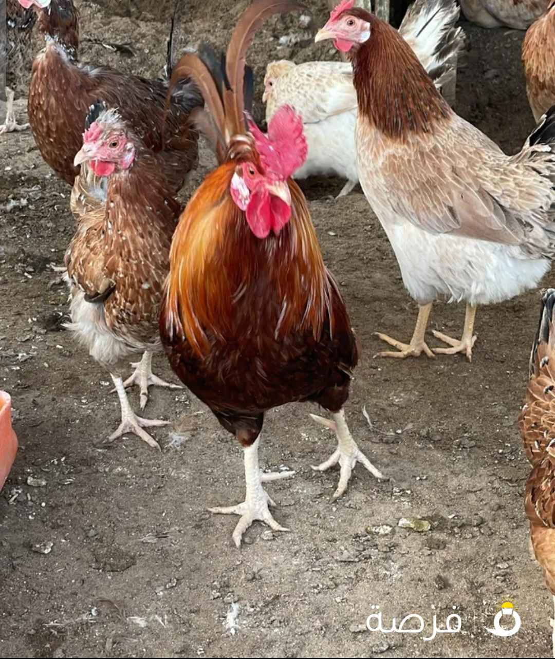 بيض بط مصري و دجاج عربي قديم مستويات
