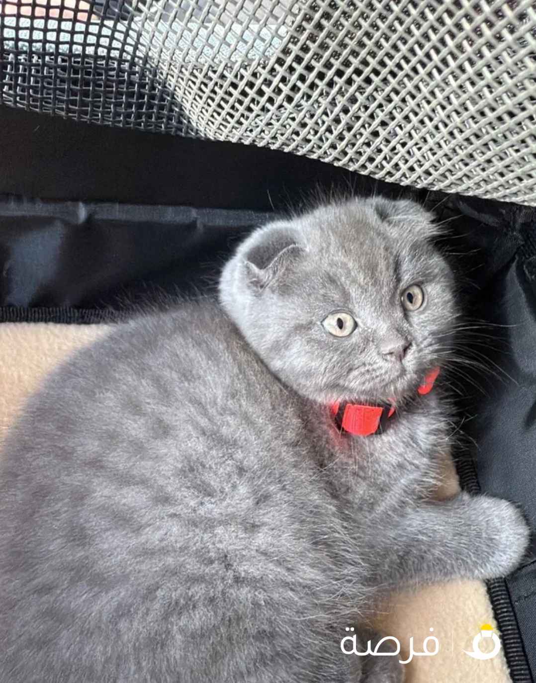 سكوتش فولد شورت هير