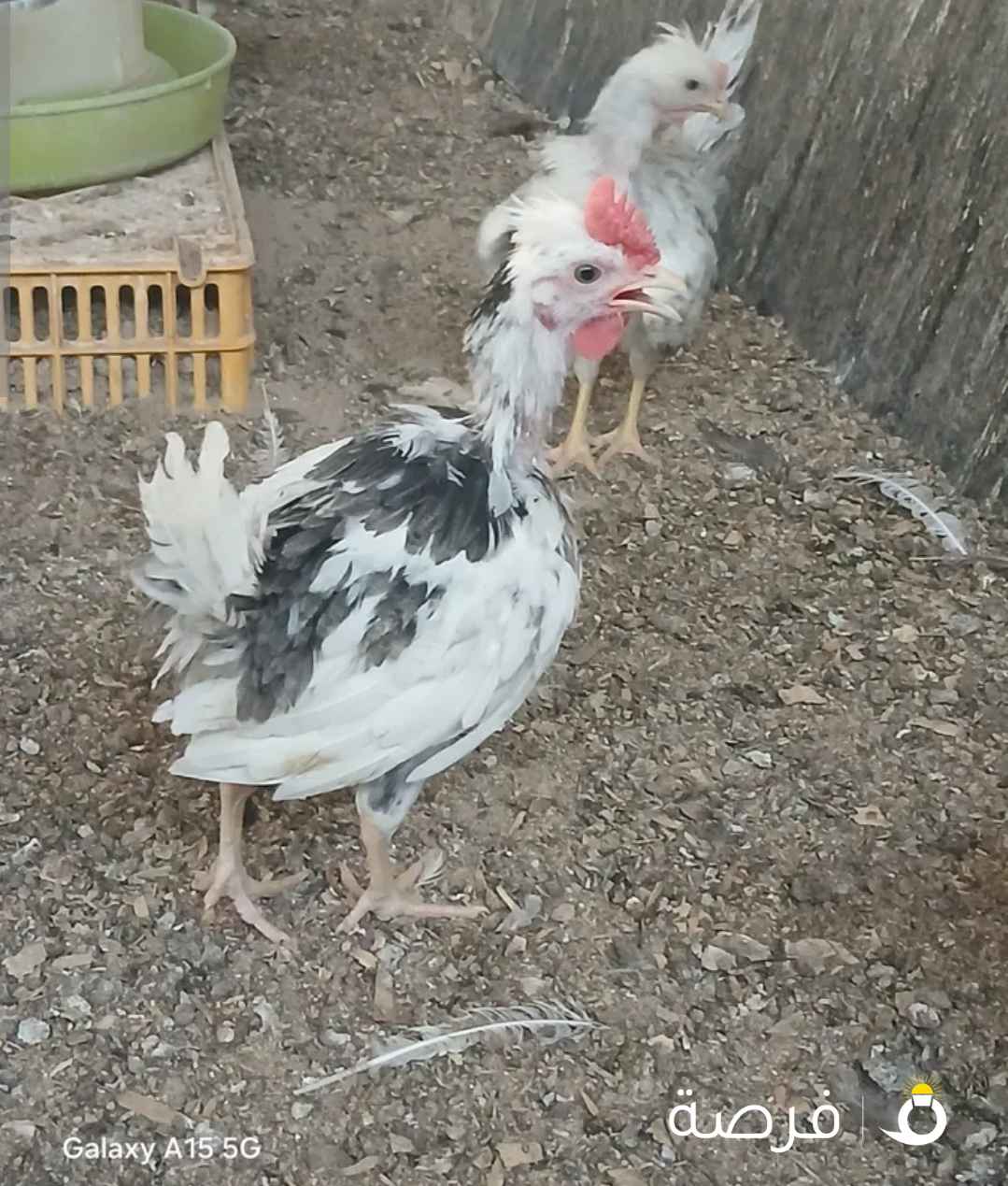 يوسف منصور على