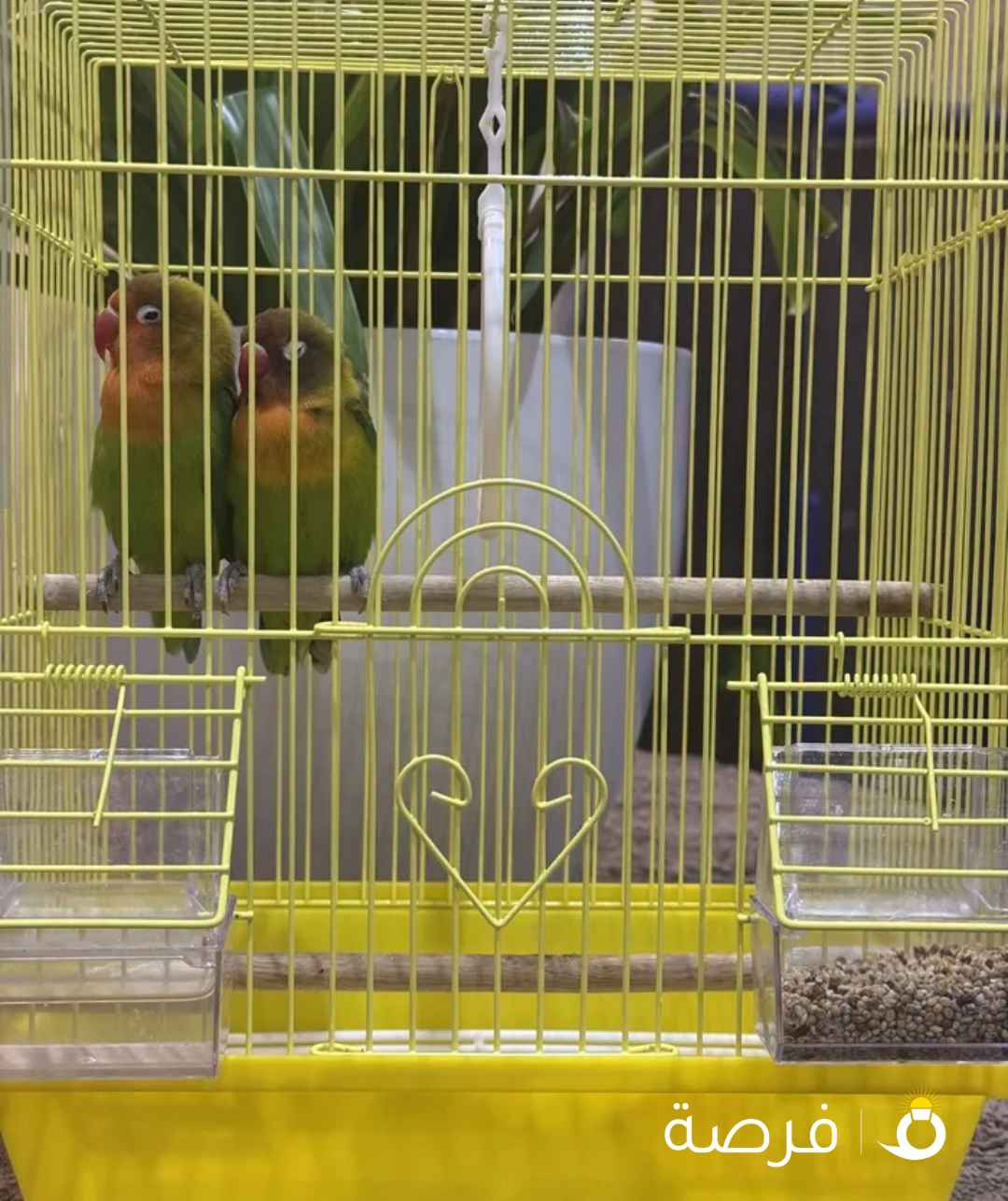 الثان ببغاء بريزيلي معا قفش و أكل