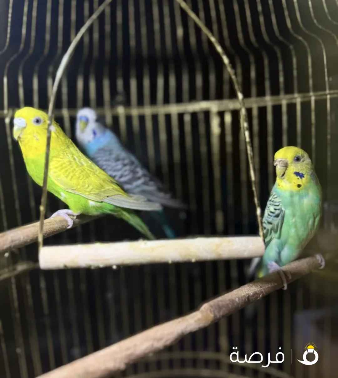 3 عصافير الحب للبيع ( طيور بادجي ) بصحة جيدة مع قفصين واكلهم