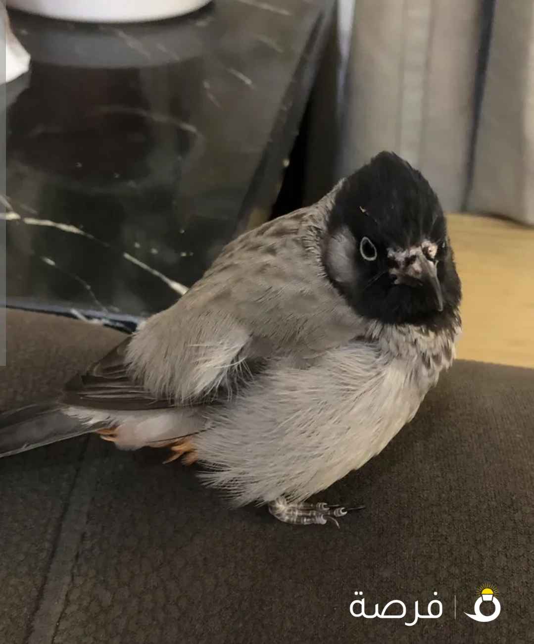 بلبل ميكس فرخ العام فحل واخوانه 3فروخ عمر 7ايام