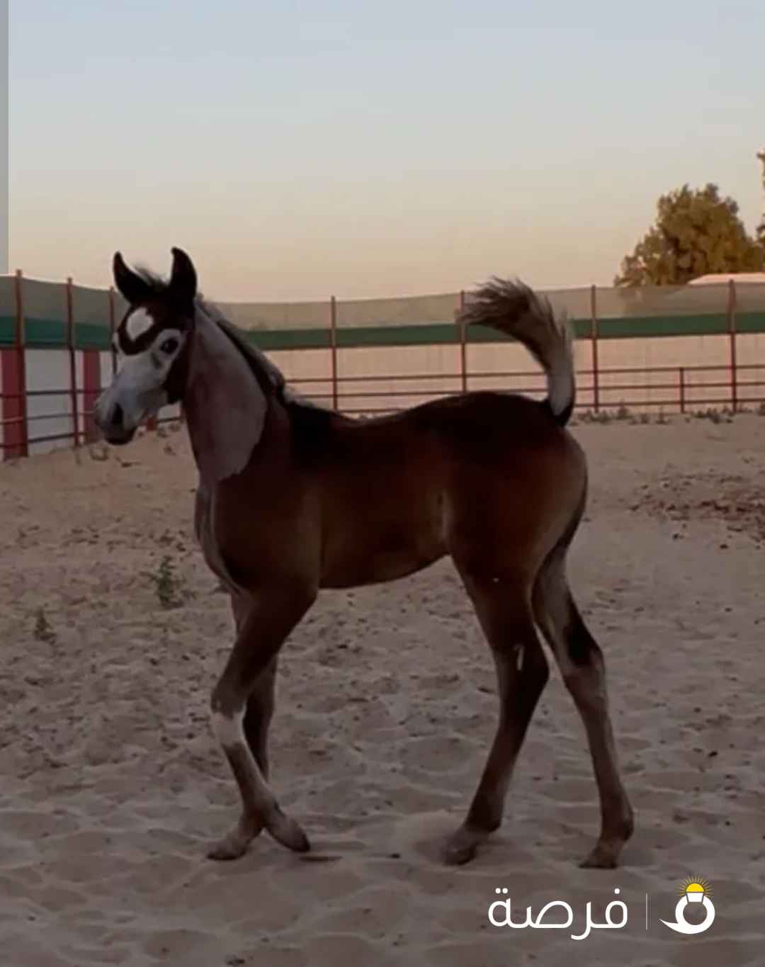 للبيع مهر مصري بيور