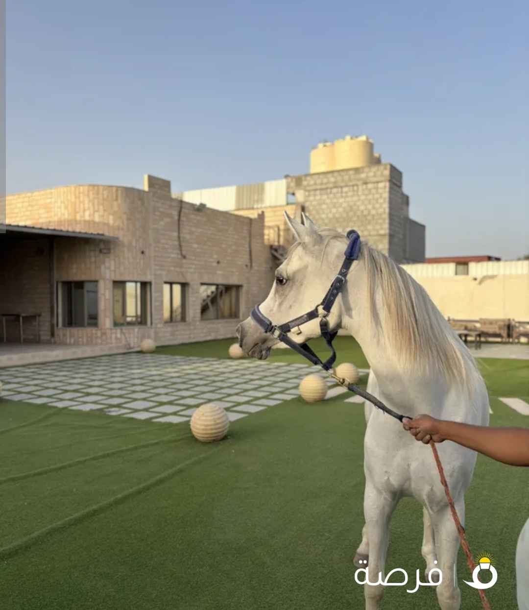 للبيع مهرة مصرية بدون اوراق