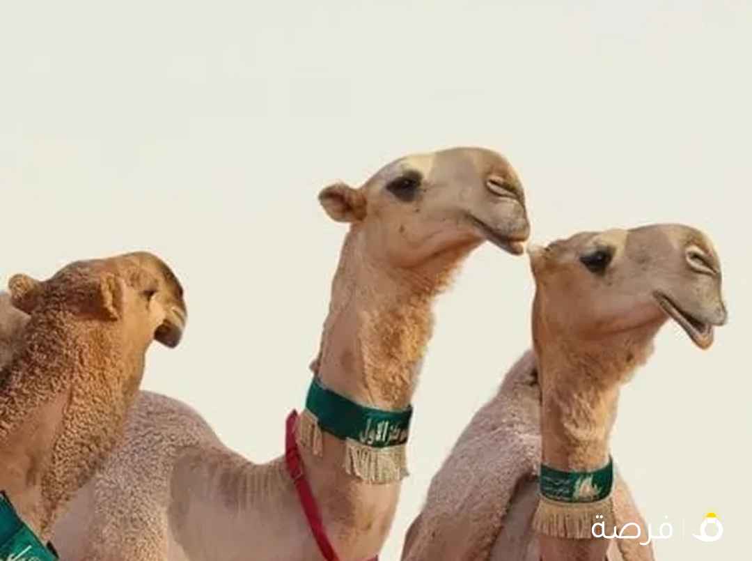 حلاقه وغسيل ابل لي جميع مناتق الكويت