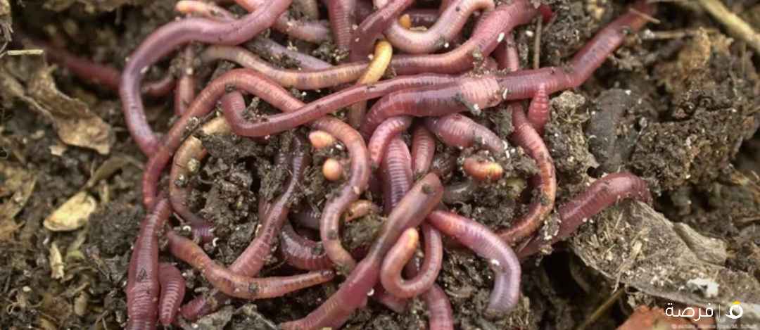 دود أرض انتاج محلي 150 حبة 5 دينار