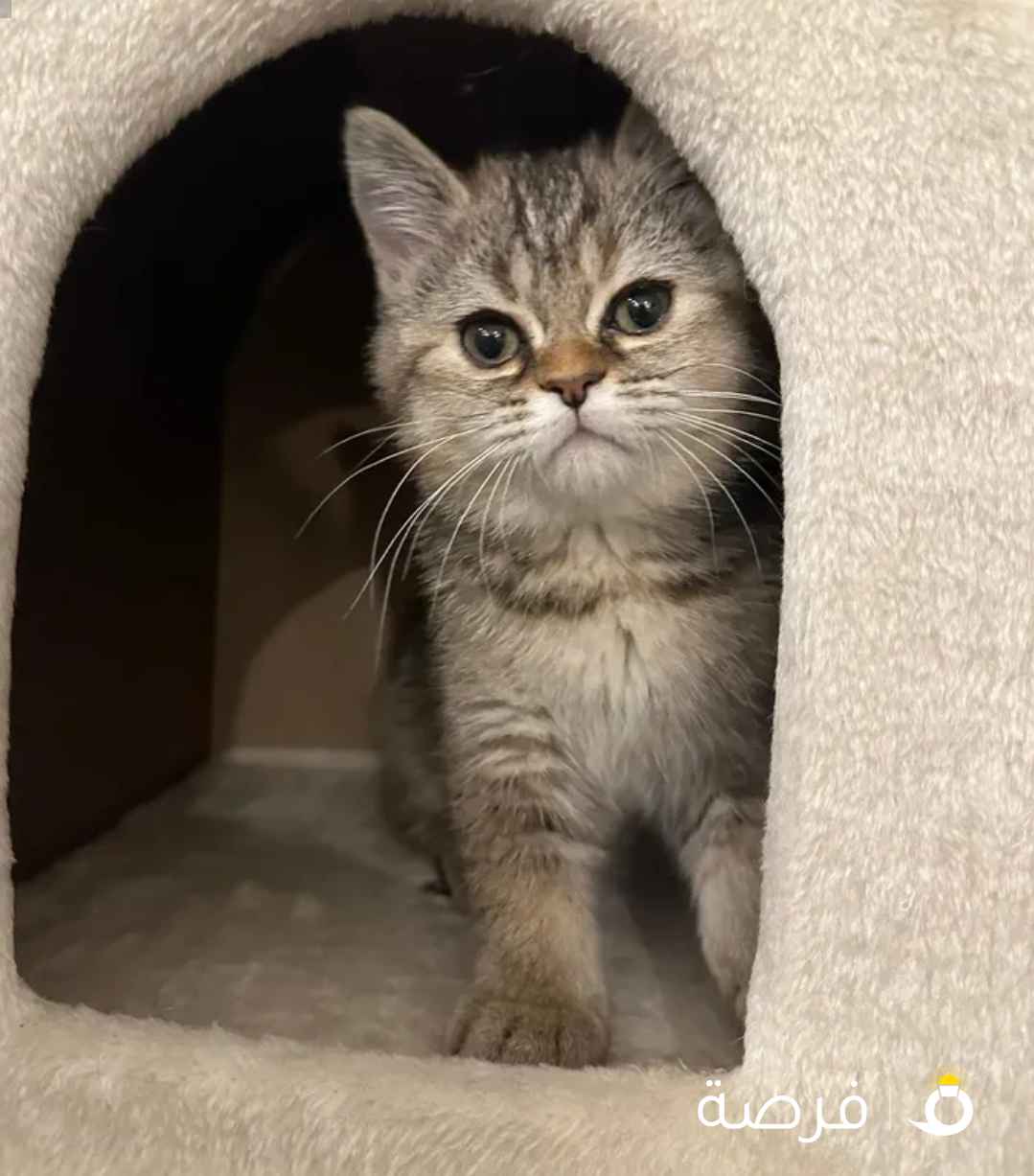 قطط للبيع العمر ثلاث اشهر الأب شيرازي والأم سكوتش ستريت متعلمين على التربوكس لعوبين صحتهم زينه