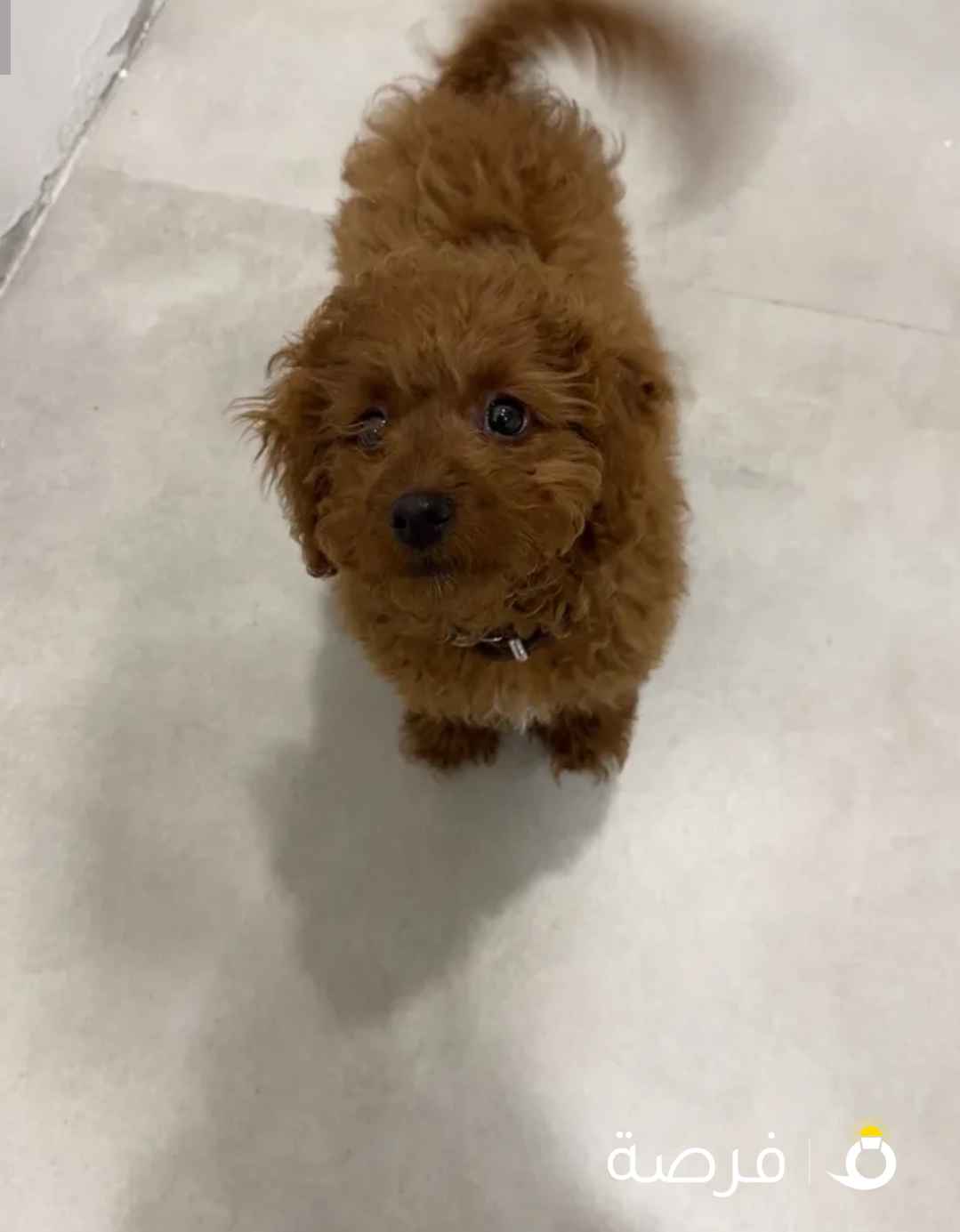 A female dog Luna Vaccinated for sale Fnaitaise