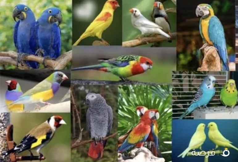 اسلام عليكم نستقبل اي احد عنده طير للتبني يتواصل وياي التواصل واتساب