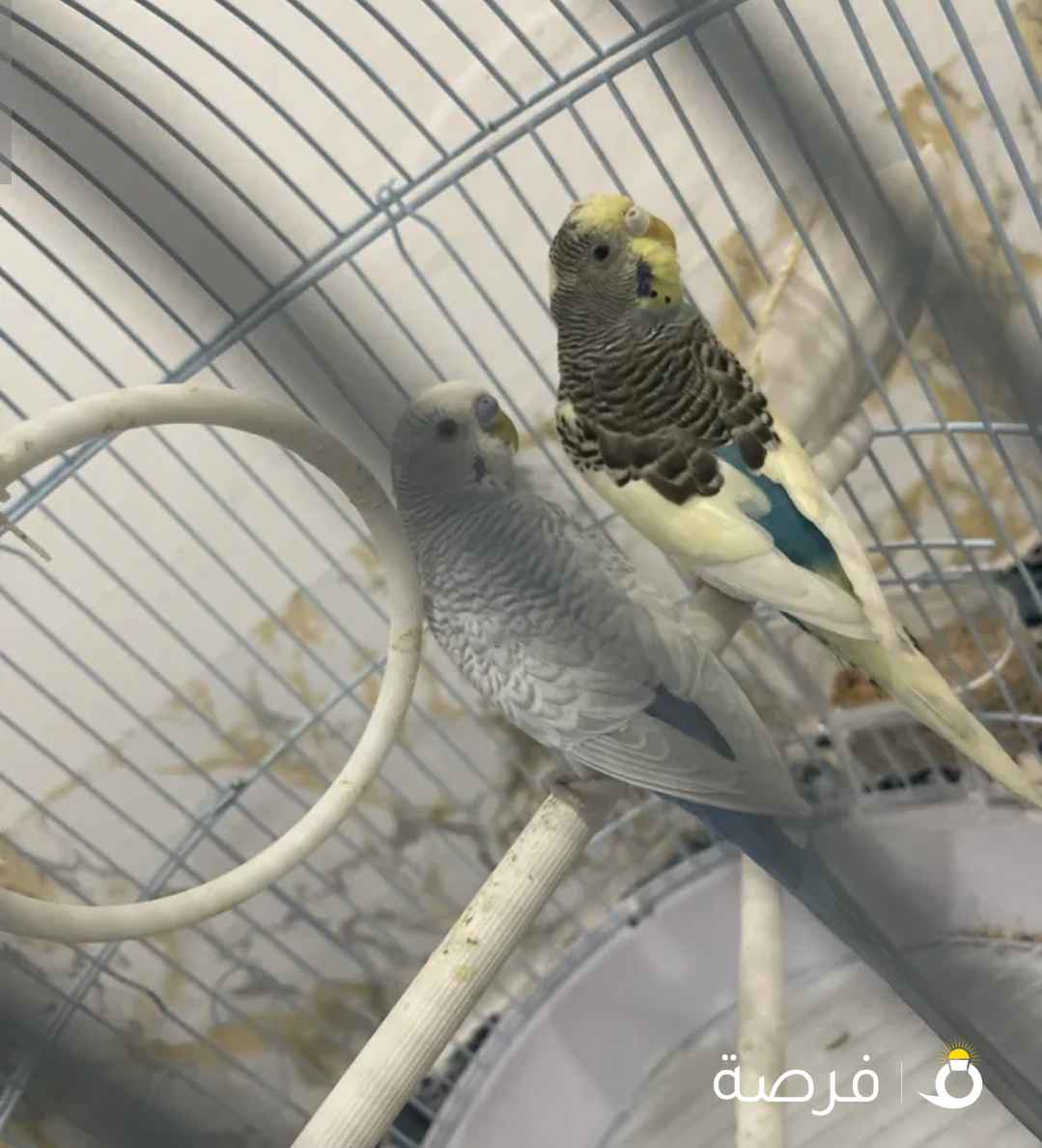 جوز عصافير بادجي بصحه جيده مع قفص نضيف جداً مع بياضه ومتوفر عصفور صغير