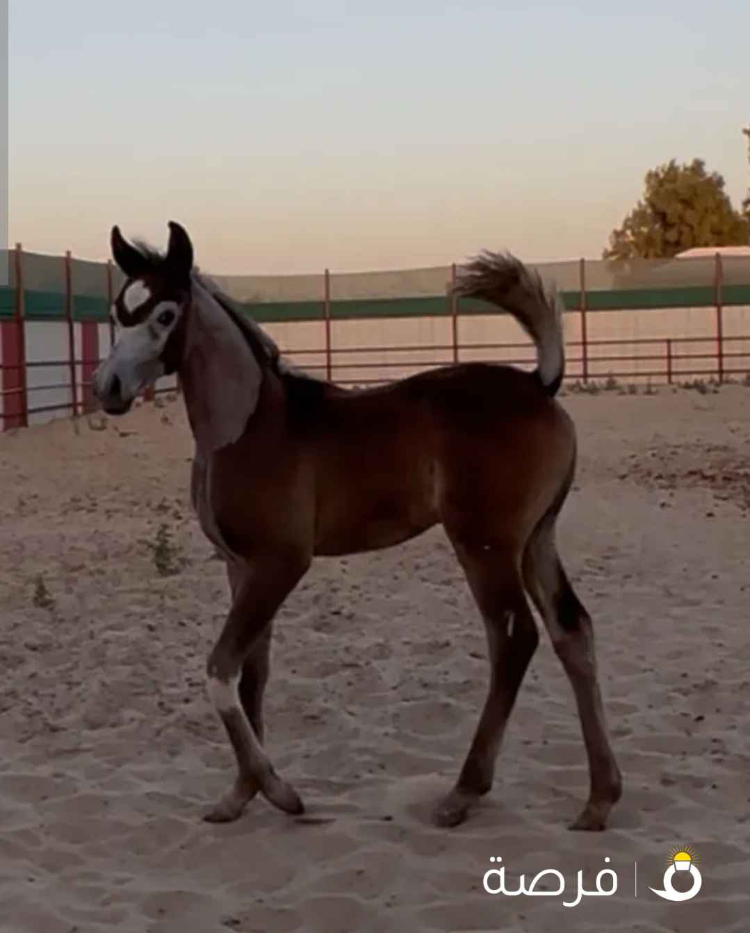 للبيع مهر مصري بيور