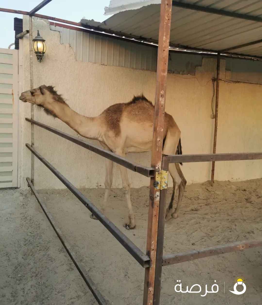 قعدان للبيع