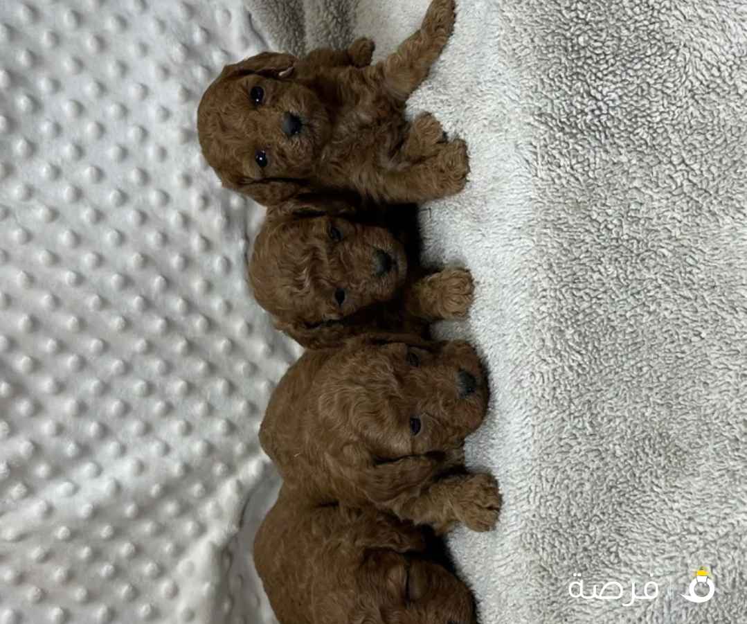 جرو بودل تي كب 3 اسابيع