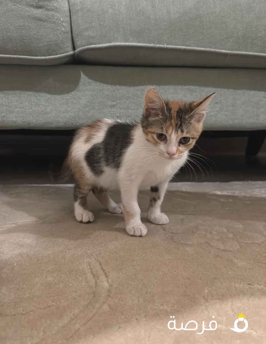 للتبني 3 شهور