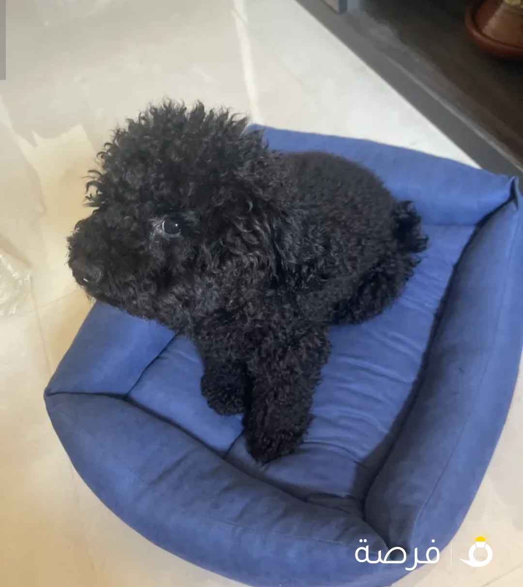 للبيع توي بودل ربوة بيت