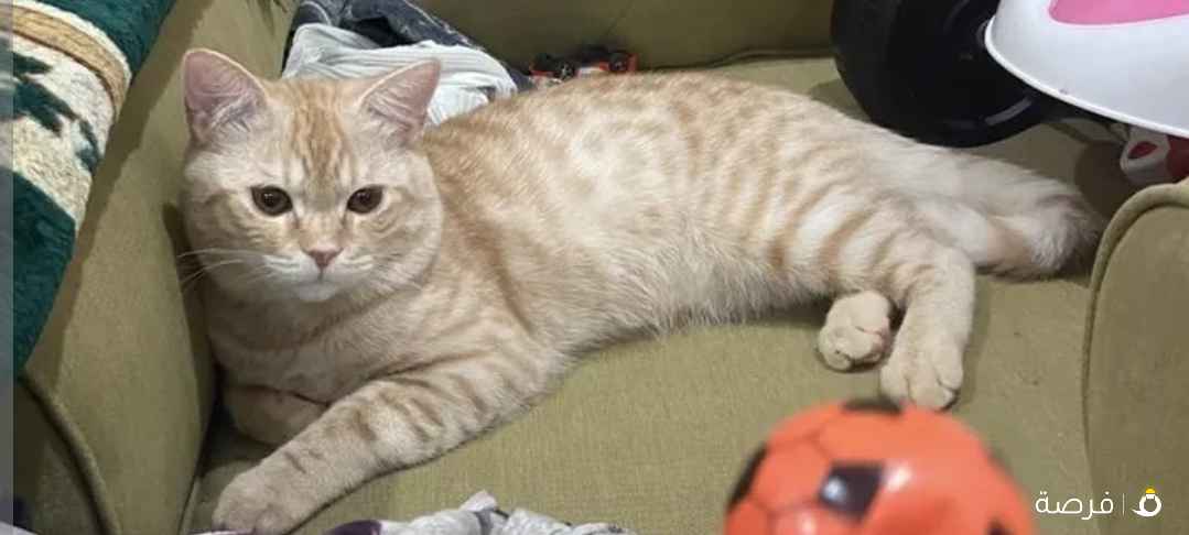 للتبني قط ذكر بريتش ستريت